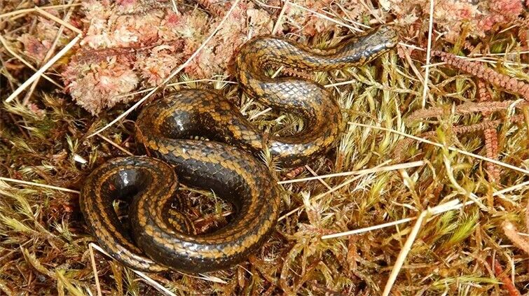 У Перу знайшли новий вид змій, який назвали на честь Гаррісона Форда. Фото