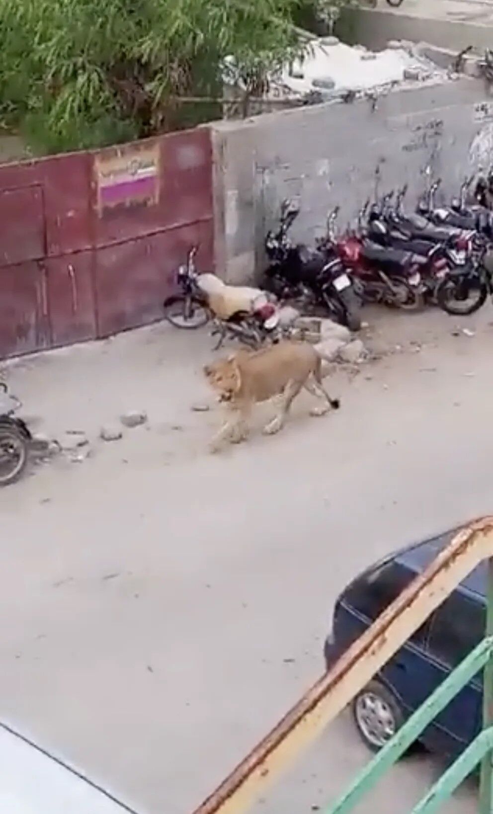 Лев случайно вырвался из авто и напугал жителей пакистанского города. Видео