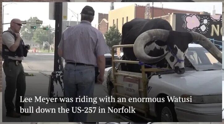 У США водій віз велетенського буйвола на пасажирському сидінні: фото