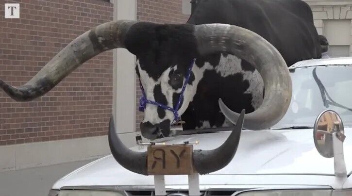 В США водитель вез гигантского буйвола на пассажирском сиденье: фото