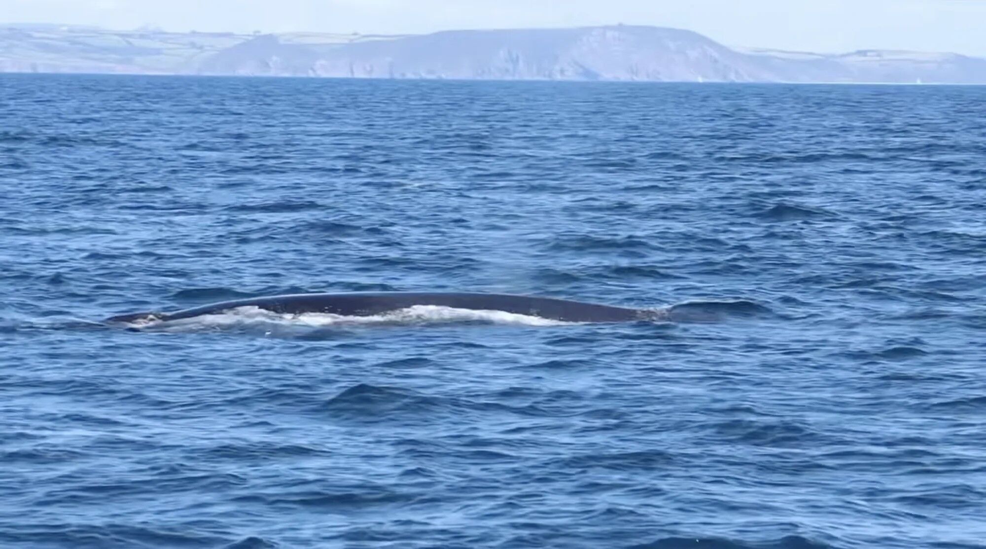 В Великобритании заметили стаю китов, которая подплыла близко к туристам. Видео