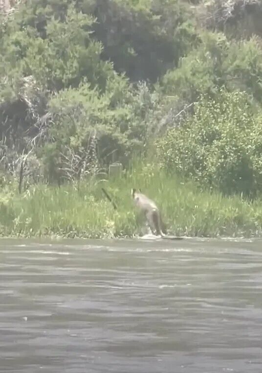 В Колорадо заметили переплывавшего реку горного льва. Видео