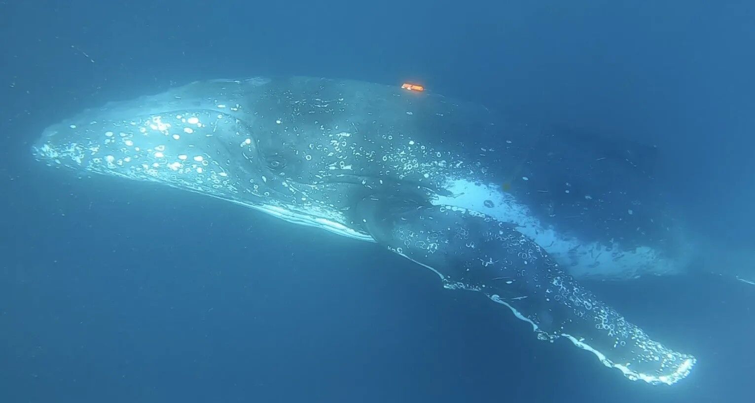 Ученые поймали горбатых китов на необычной ''спа-процедуре''