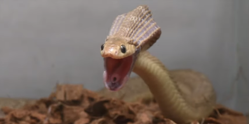 Маленькая змея с огромной пастью: Яйцеид Ганса открывает рот шире, чем бирманский питон (Видео)
