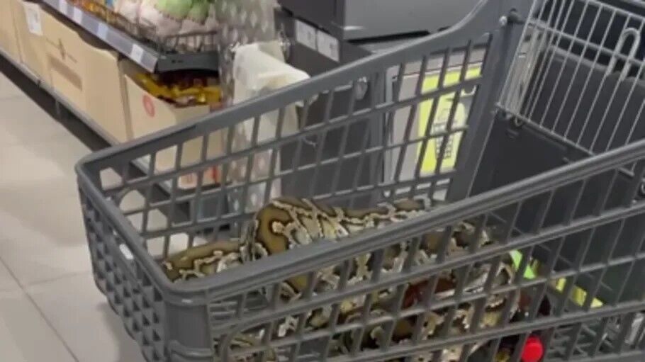 В Днепре в супермаркете заметили гигантского питона: видео