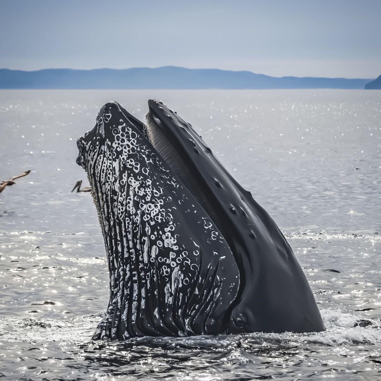 У берегов Австралии заметили рекордное количество горбатых китов: что это значит
