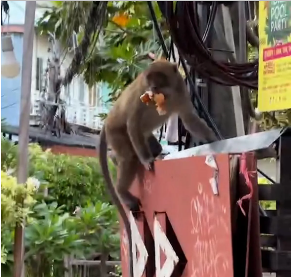 В Таиланде обезьяны объединяются в ''банды'', чтобы грабить супермаркеты