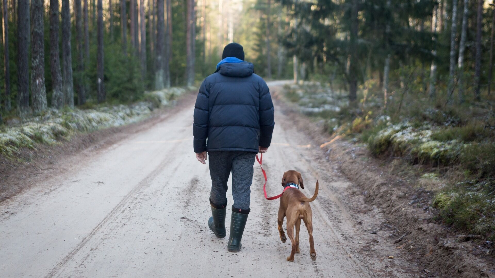 Не оставляйте собаку одну: 4 причины взять животное с собой в путешествие