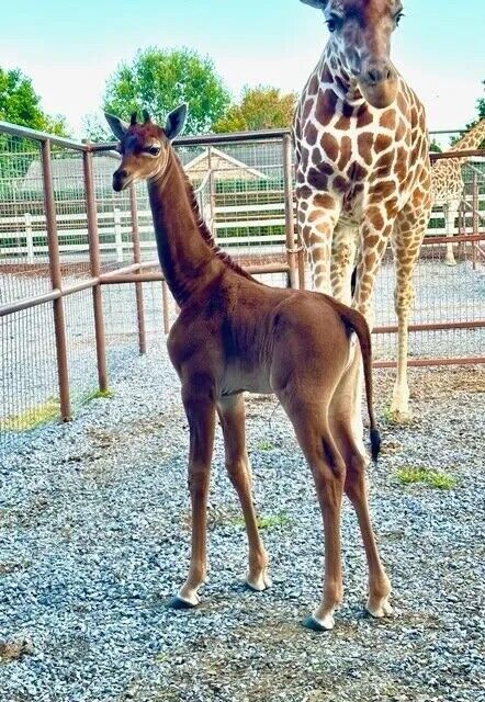 Унікальний жираф без плям народився в зоопарку Тенессі: іншого такого не знайти. Фото