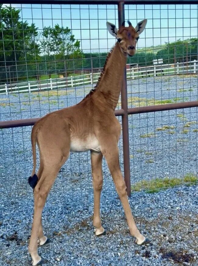 Унікальний жираф без плям народився в зоопарку Тенессі: іншого такого не знайти. Фото