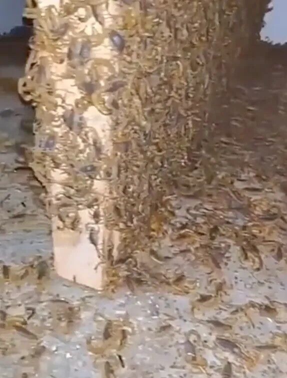 Мужчина нашел заброшенный дом, полностью заполненный скорпионами. Видео