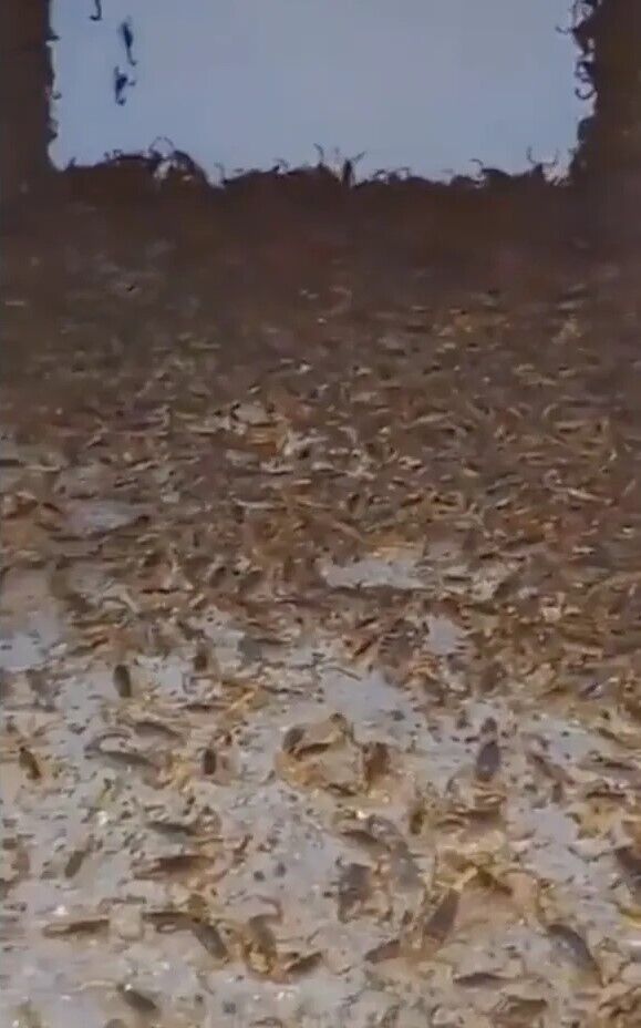 Мужчина нашел заброшенный дом, полностью заполненный скорпионами. Видео