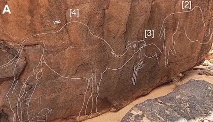 У Саудівській Аравії знайшли малюнки вимерлих верблюдів, яким 7 тис. років. Фото