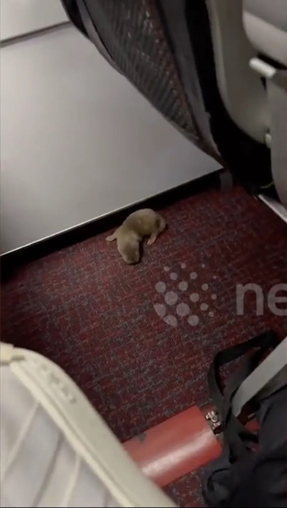 Две выдра, сурикат и 28 черепах: животные на борту самолета подняли хаос. Видео