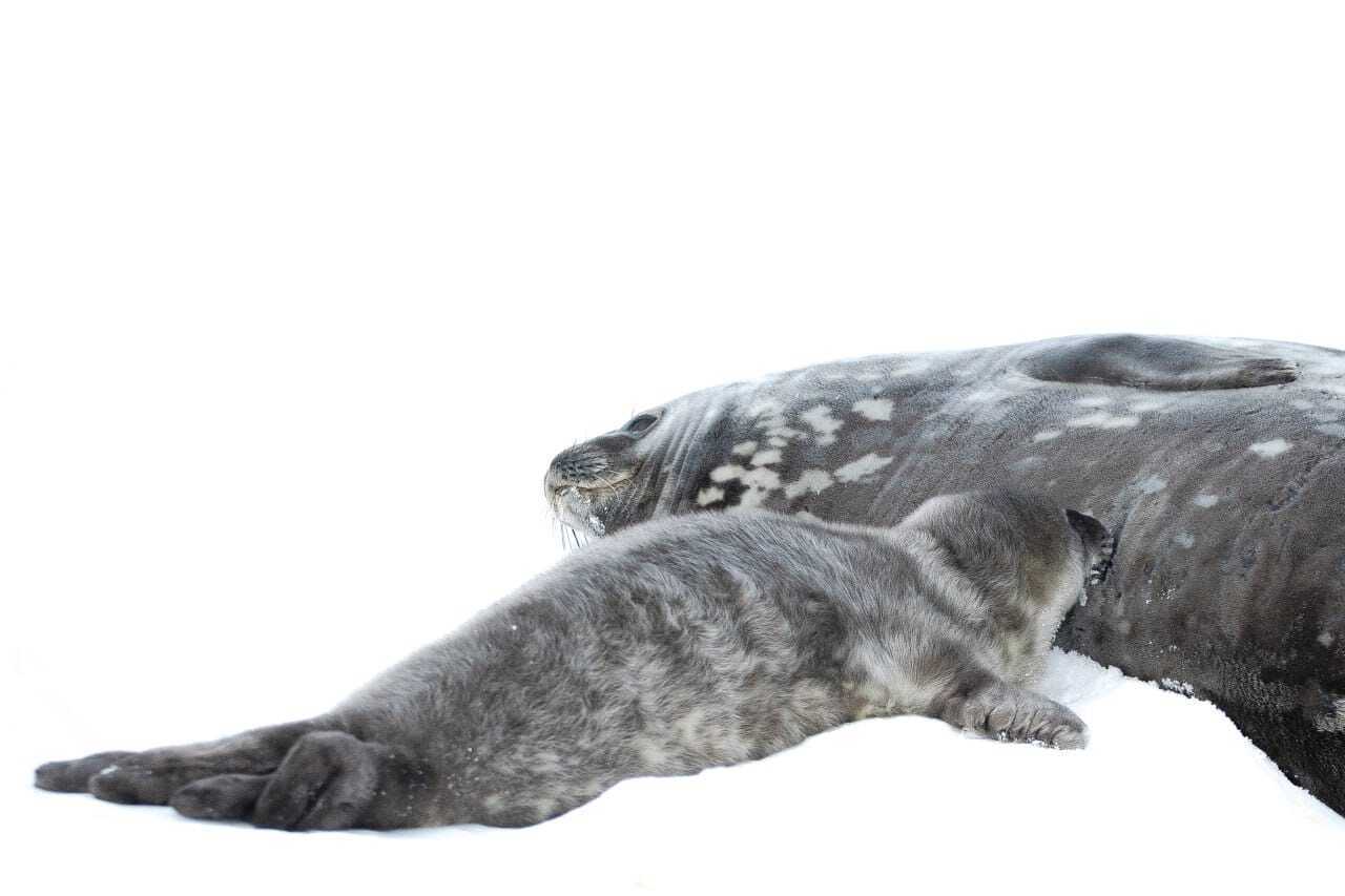 В Антарктиде родились тюленята Ведделла: милые фото