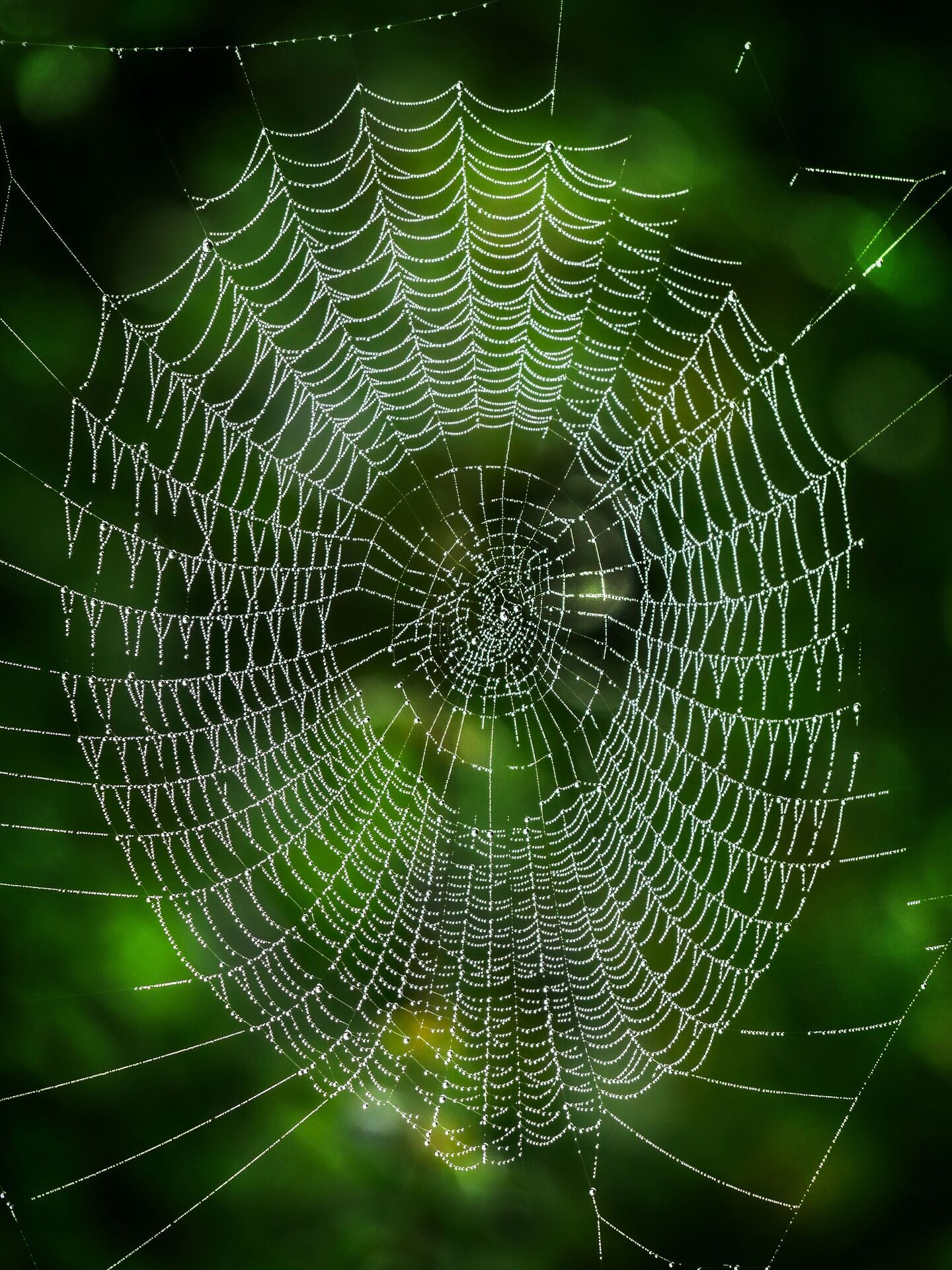 Літаючі павуки розміром з долоню: що відомо про джоро і наскільки вони небезпечні для людини. Відео