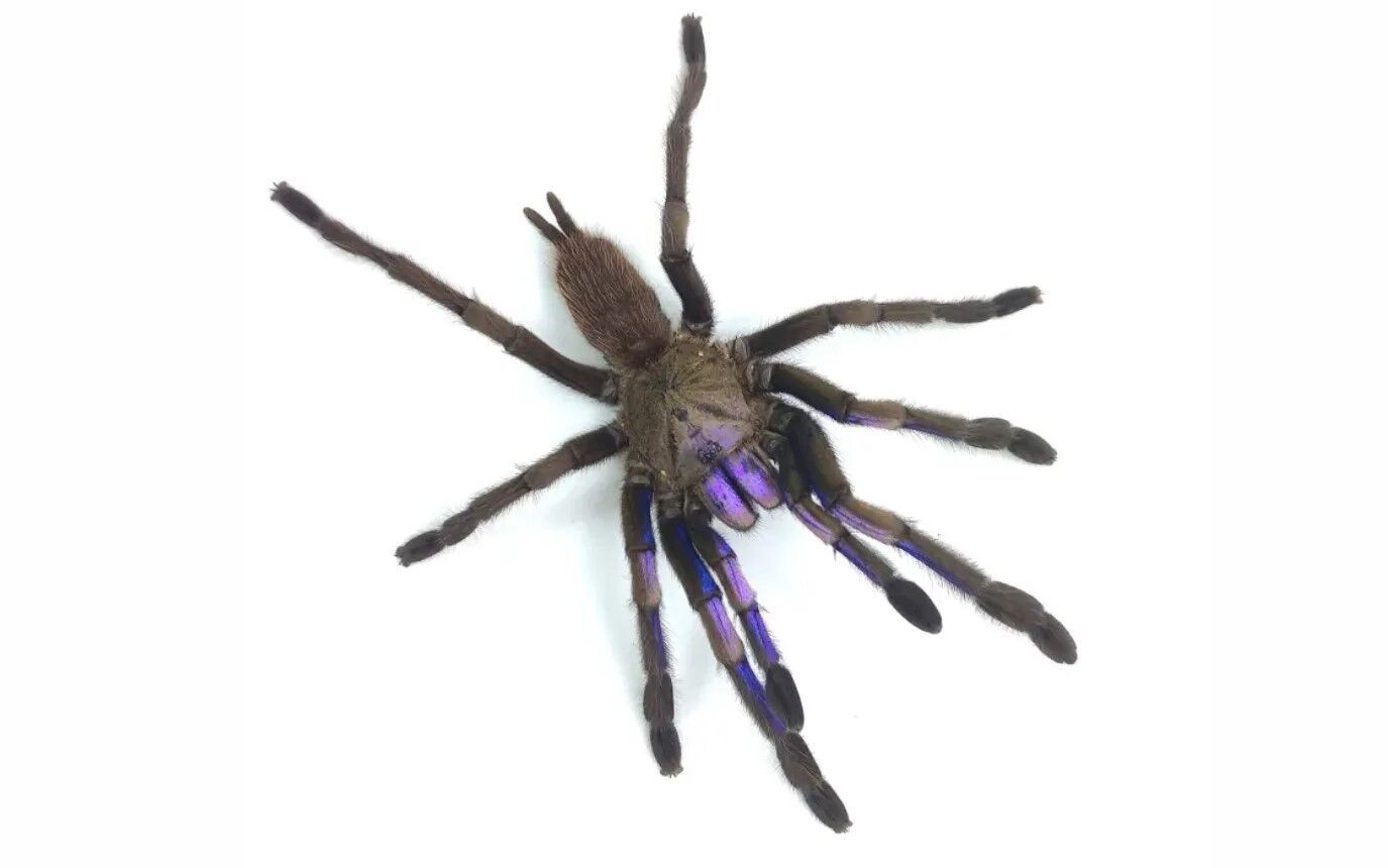 В Таиланде обнаружили новый вид тарантула, который очаровывает своим цветом. Фото