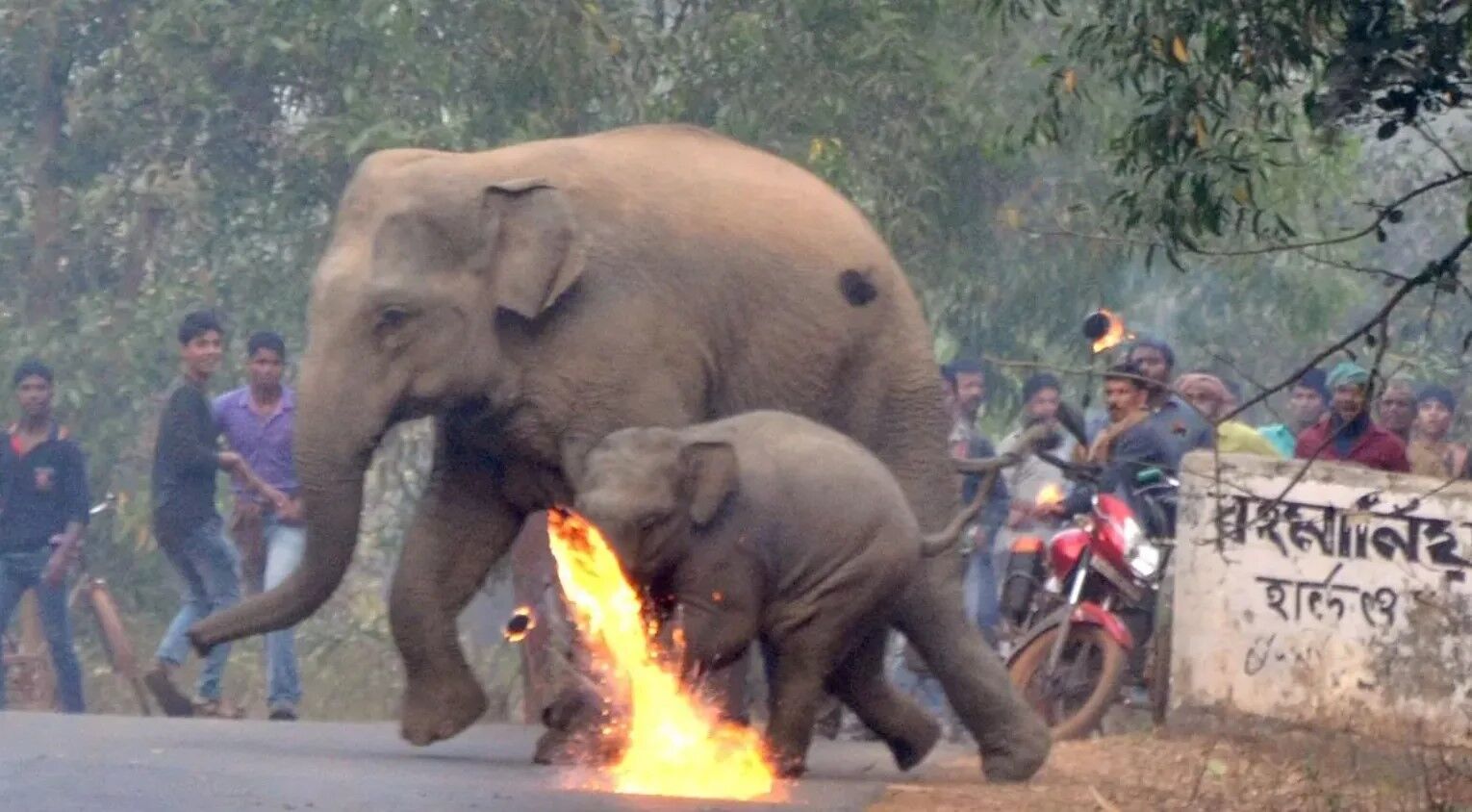 В Индии стали применять огненные шары против слонов: защитники животных возмущены. Фото