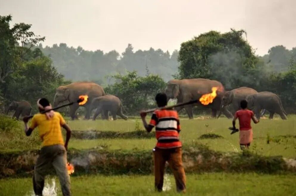 В Индии стали применять огненные шары против слонов: защитники животных возмущены. Фото