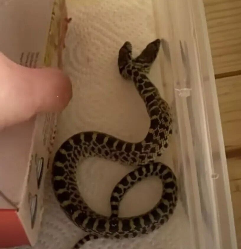 В США родилась двуглавая змея: фото и видео необычной рептилии