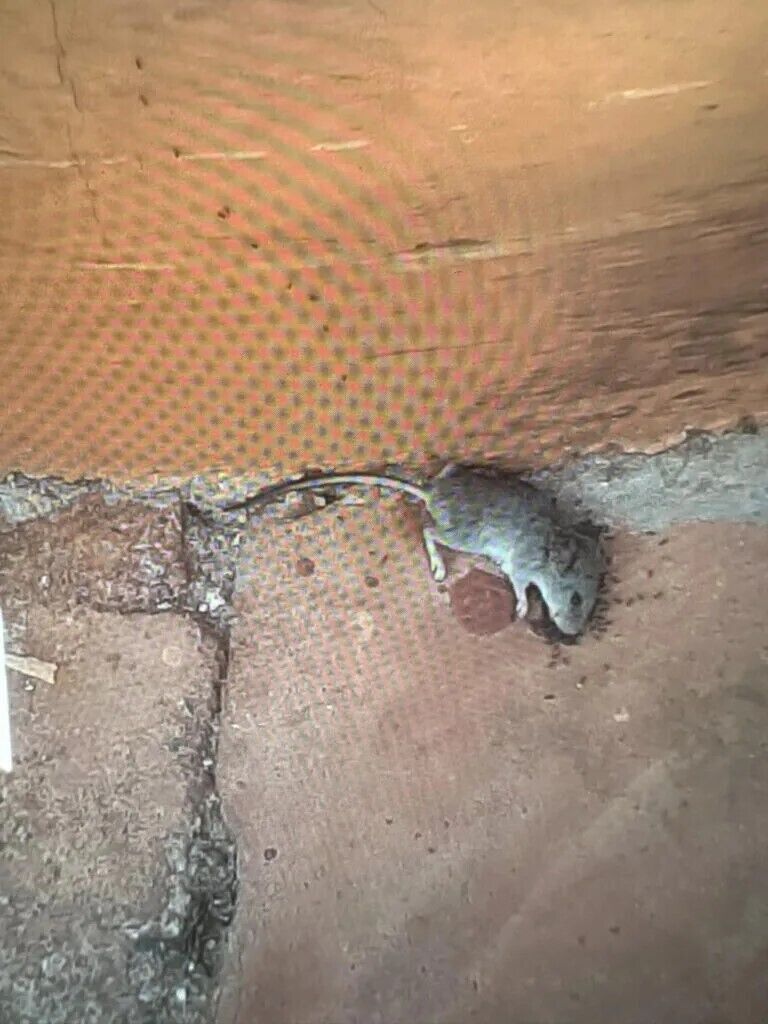 Номер кишів комахами, а біля ресторану лежали мертві щурі: в Бразилії туристів шокували умови в п’ятизірковому готелі. Фото