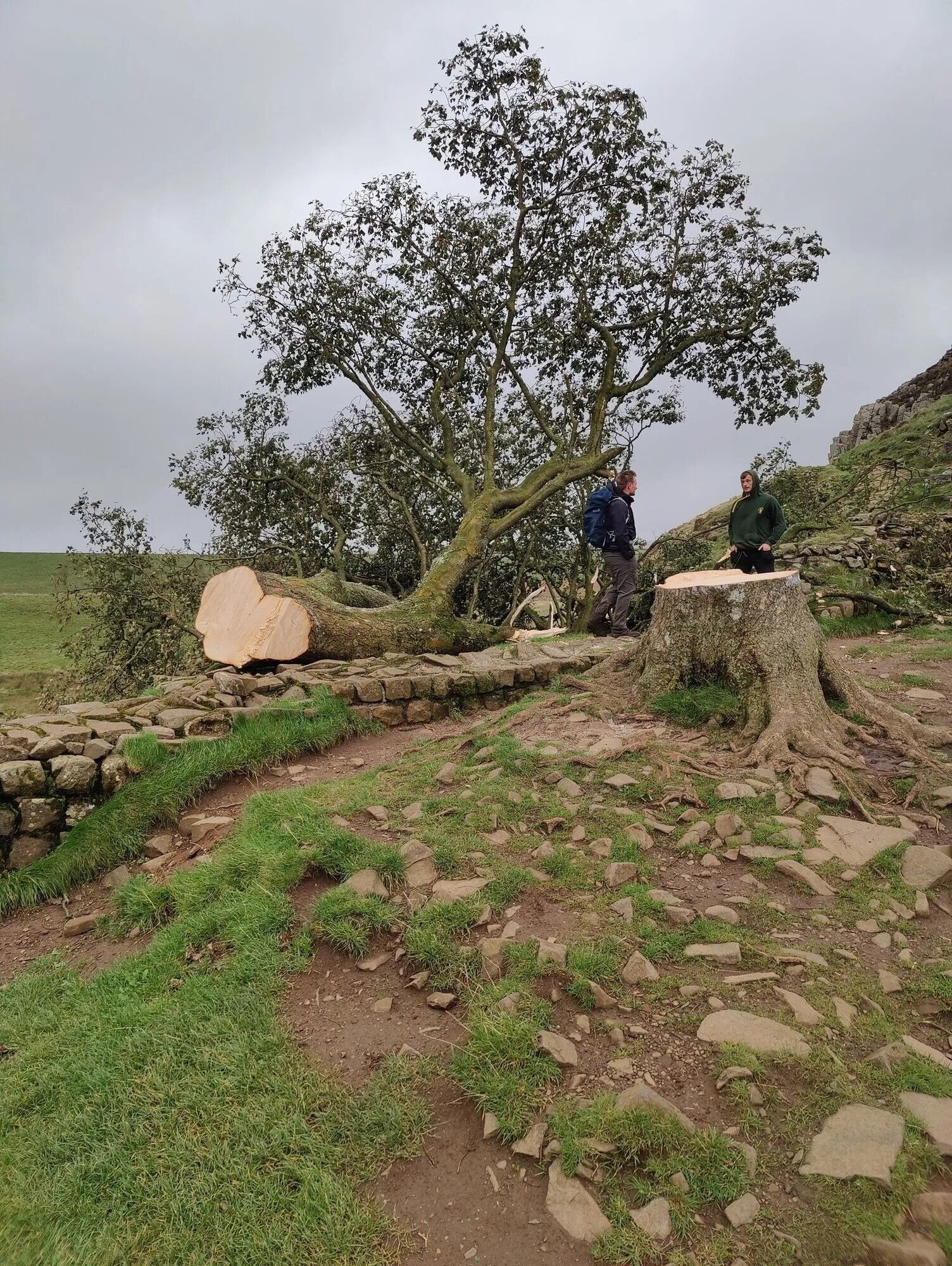 ''Самое фотографированное'' дерево Великобритании Sycamore Gap срубили: полиция задержала 16-летнего подозреваемого