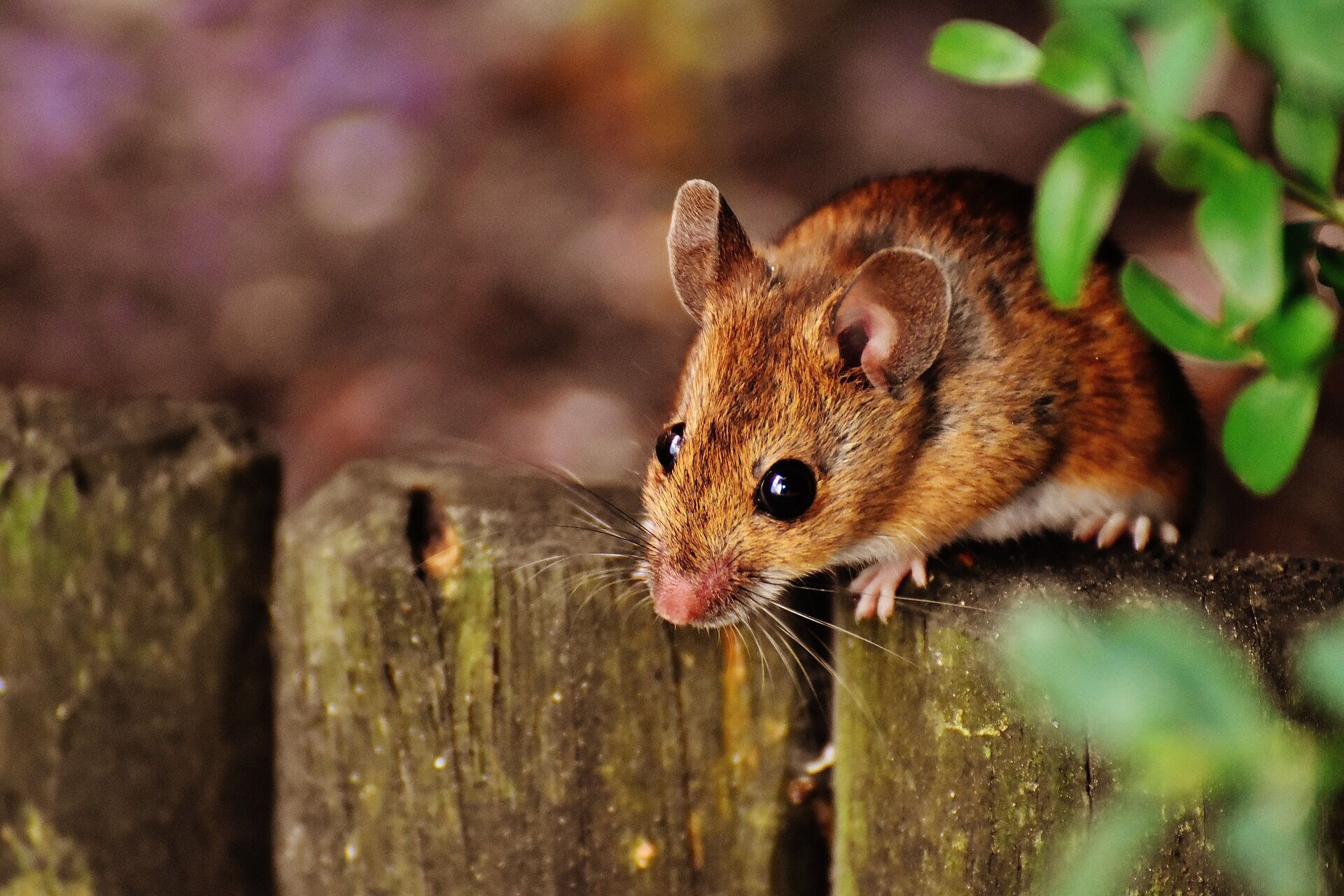 Правда и мифы о мышах: что любят грызуны и чего они больше всего боятся