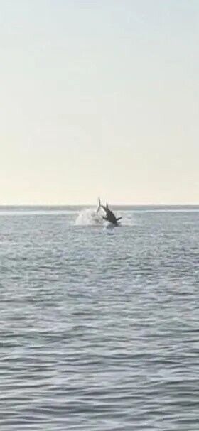 В Британии у побережья Дорсета заметили редкого голубого тунца. Фото