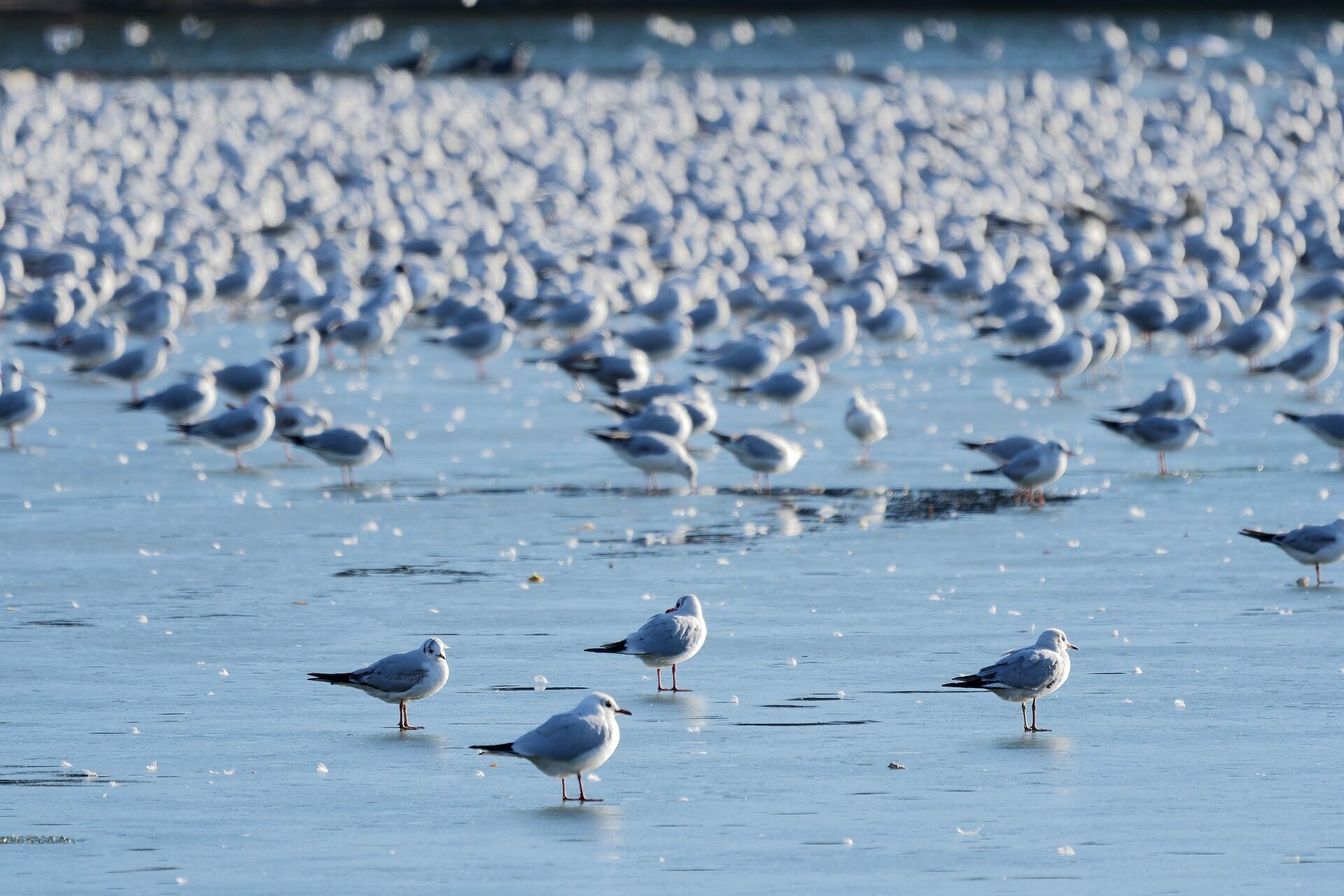 Как птицы выживают зимой и что им помогает пережить холодную погоду