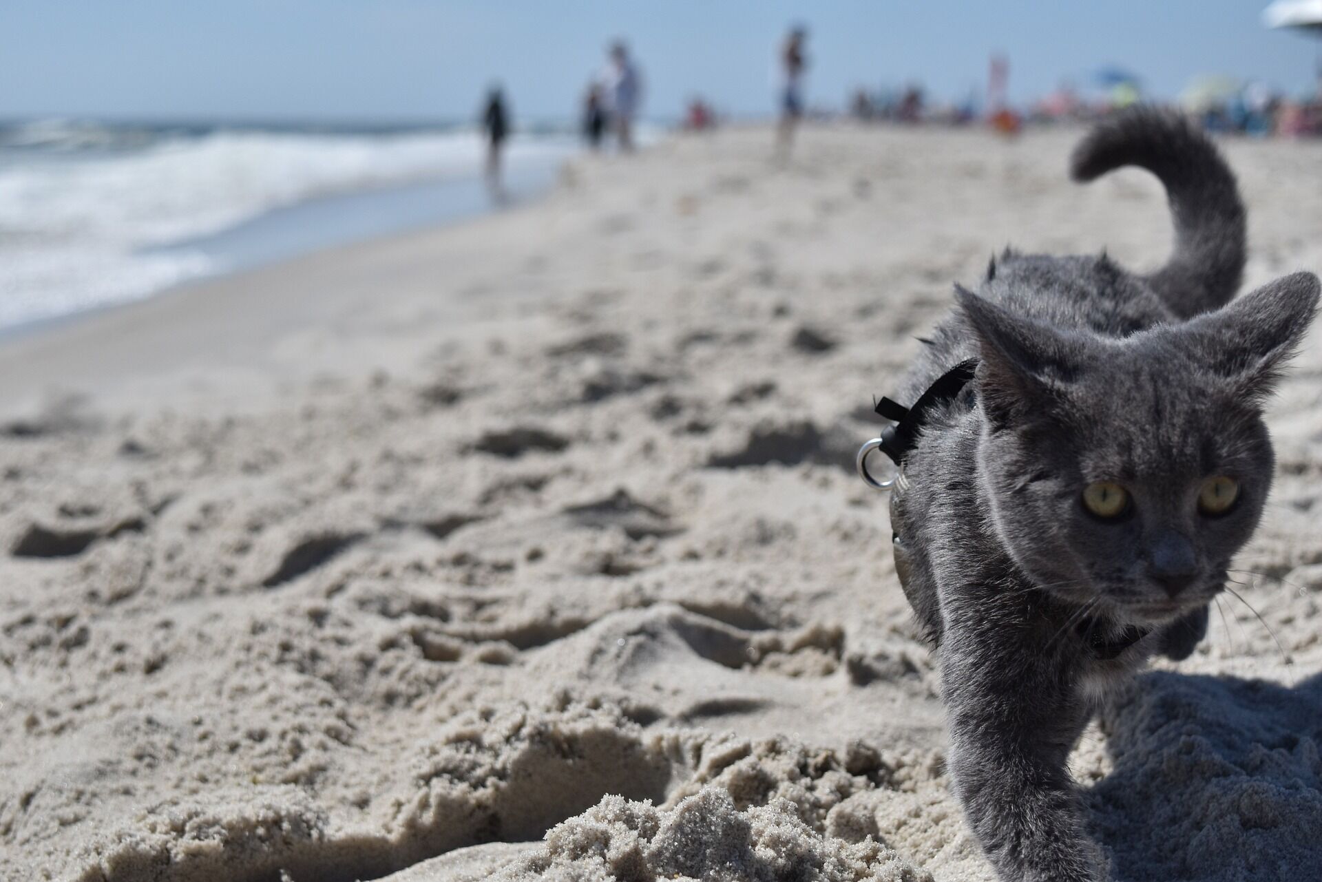 Чому кішки люблять ходити на пляж? Пояснення вас здивує