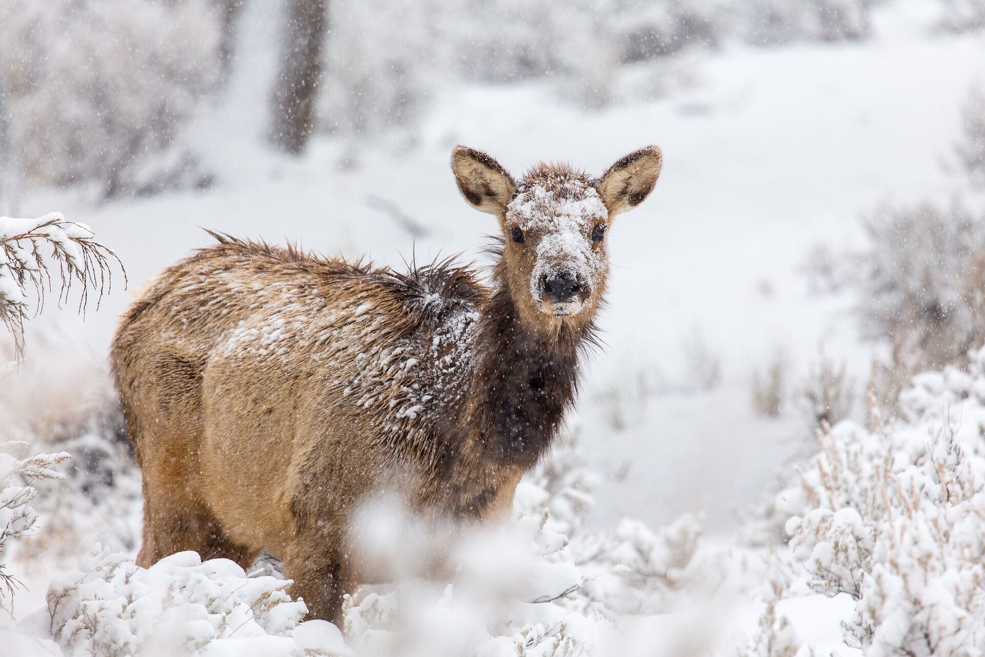Как выживают дикие животные зимой и чем они питаются в лютые холода