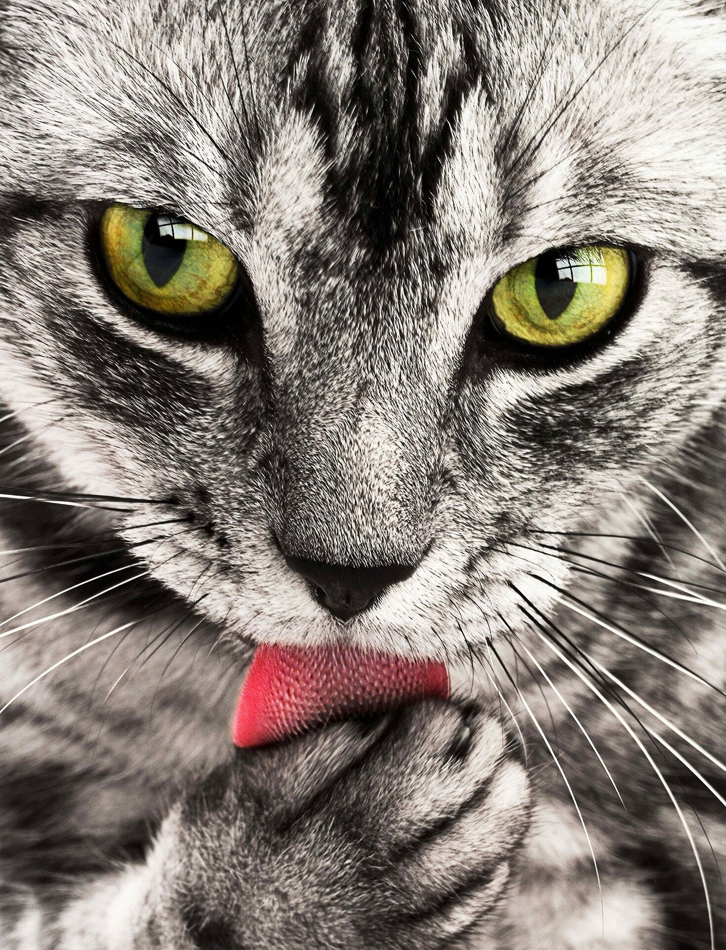 Ученые насчитали у кошек сотни выражений лиц: о чем еще говорится в сенсационном исследовании