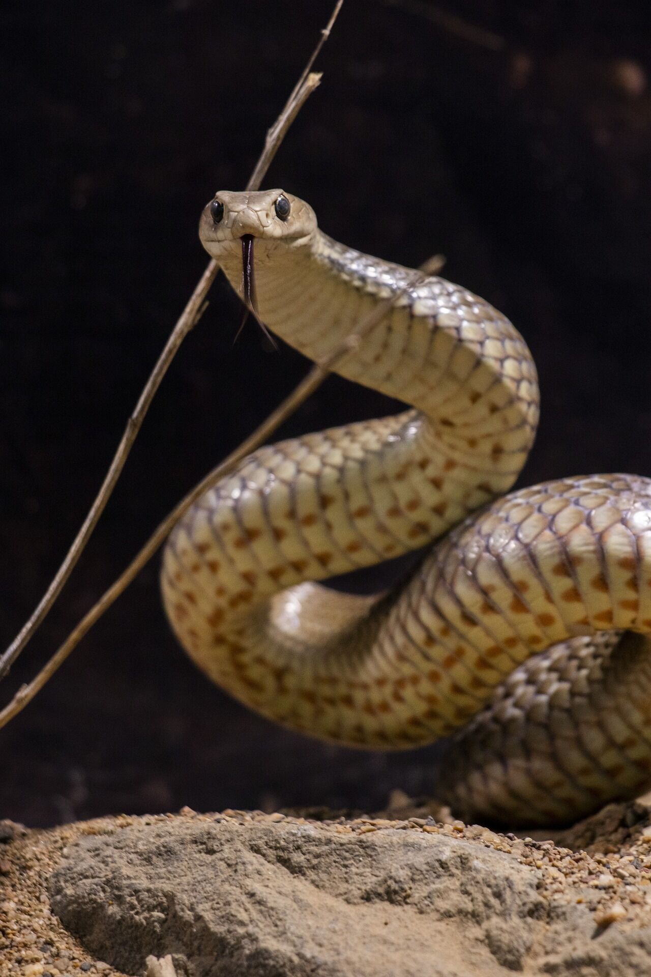 П'ятірка найотруйніших змій