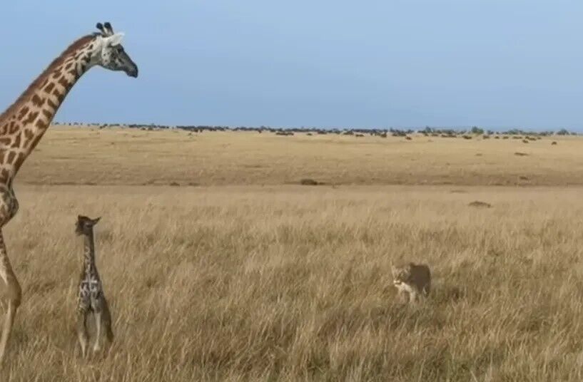 Львиный прайд устроил засаду для детеныша жирафа и его матери. Видео