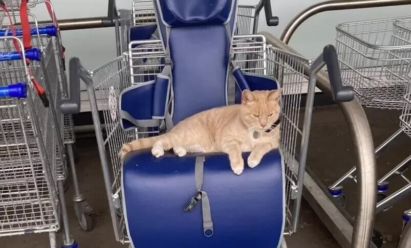 В Британии коту запретили заходить в магазин и нарвались на бойкот посетителей