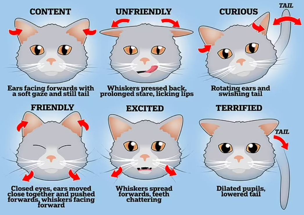 Хотите знать о чем думает ваша кошка? Эксперты рассказали, что означает мимика этих животных