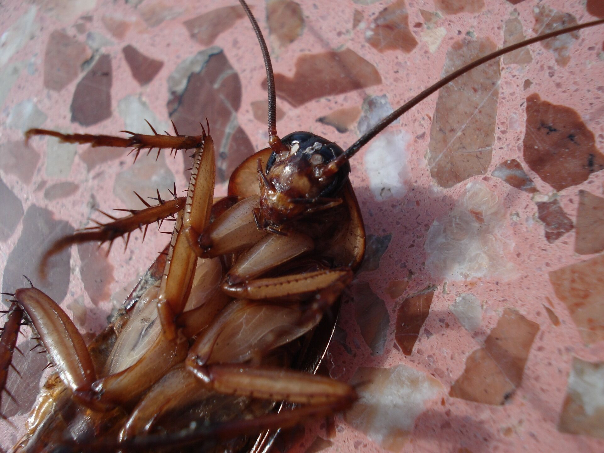 Как сделать свой дом максимально непривлекательным для тараканов 