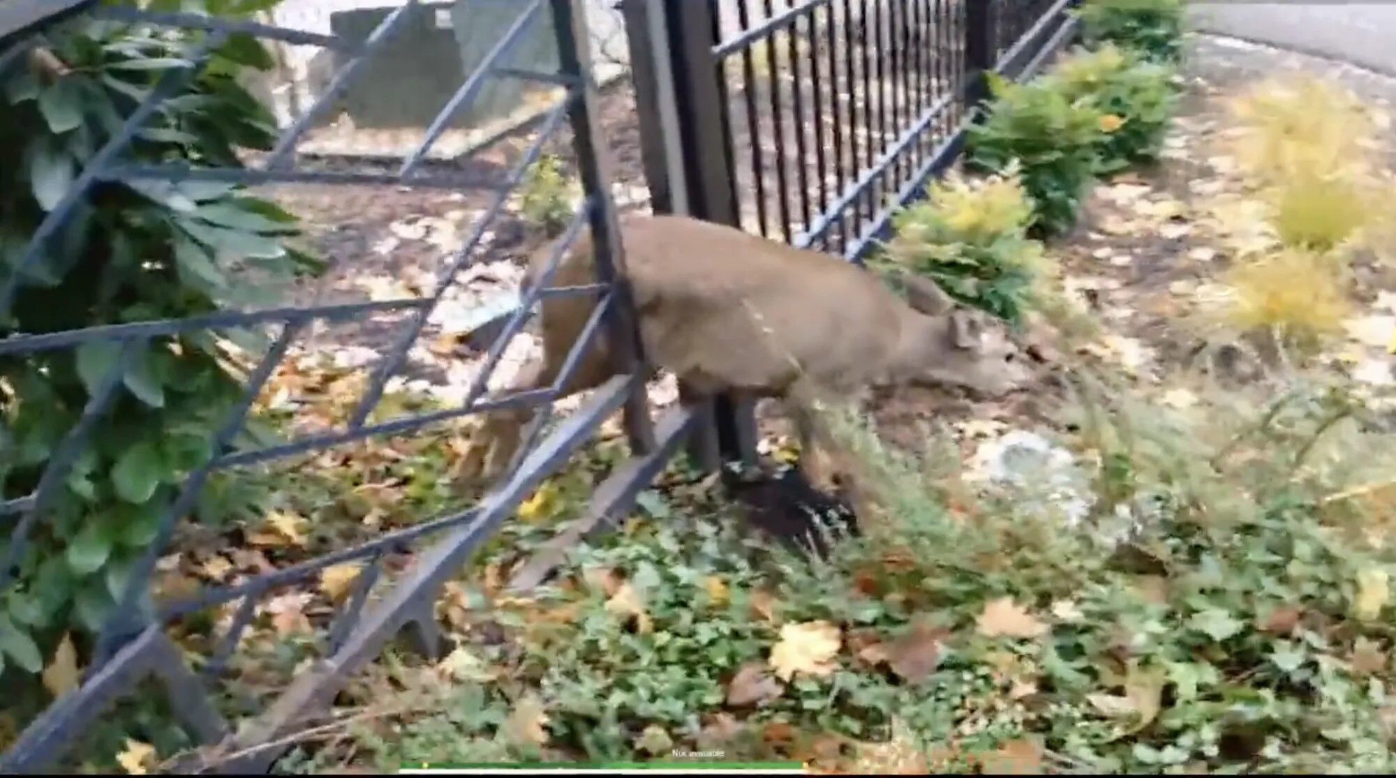 В США полицейские спасли оленя, который застрял в заборе. Впечатляющее видео