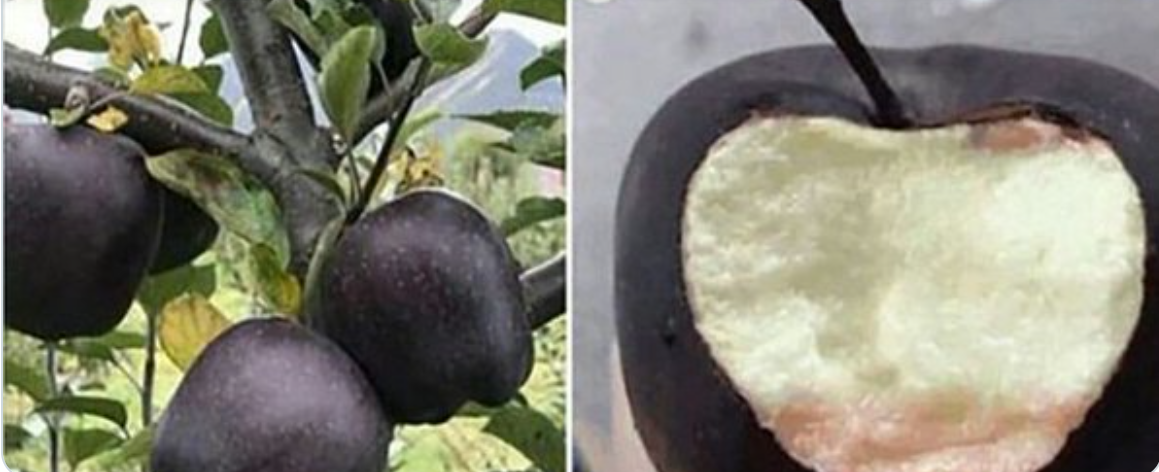 Рідкісні та дорогі чорні яблука з'явилися на ринку: що про них відомо і скільки коштують такі фрукти
