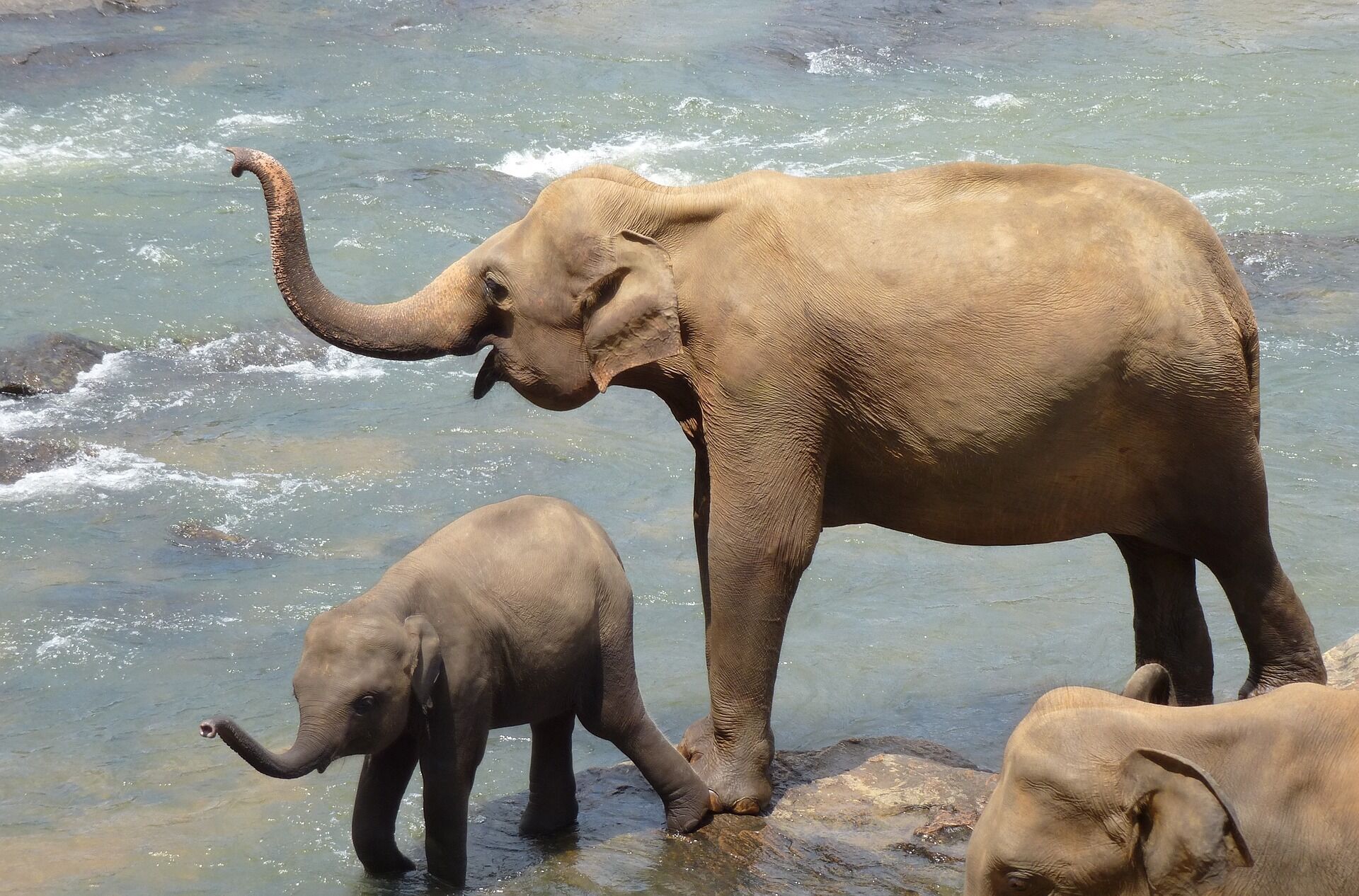 Слоны ''слышат'' ногами, и мы умеем так же: как убедиться в этом