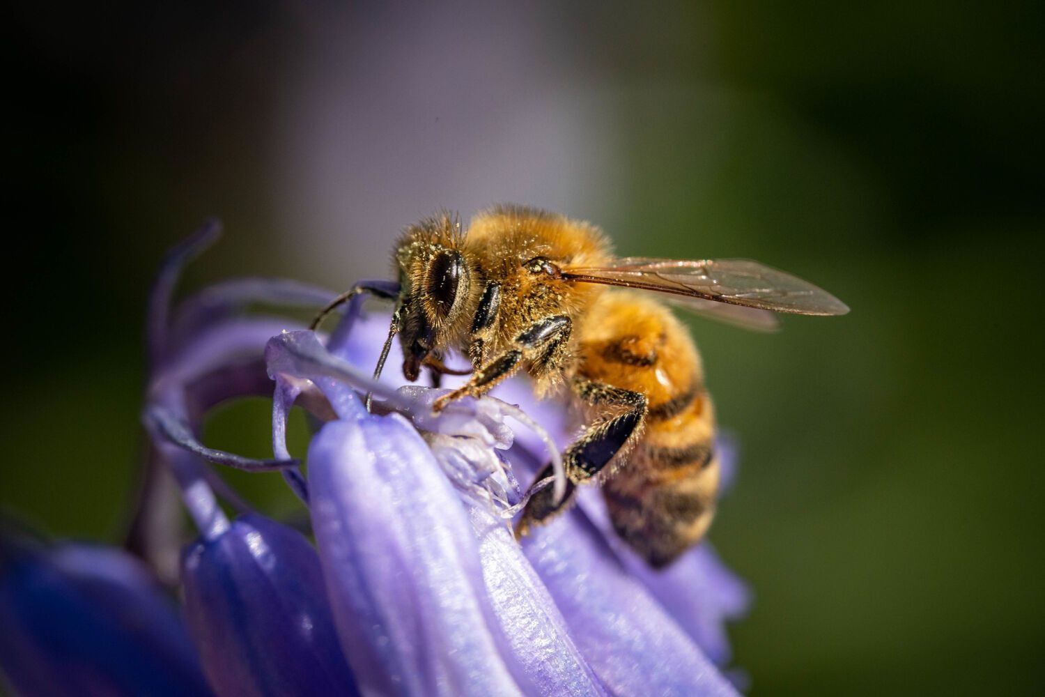 Искусственный интеллект может помочь спасти пчел в Бельгии