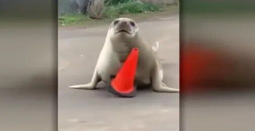 В Австралії 600-кілограмовий тюлень влаштував жінці вихідний: він проник на подвір'я та заблокував авто