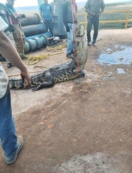 Шок в Мексике: трехметровый крокодил застрял в городской канализации
