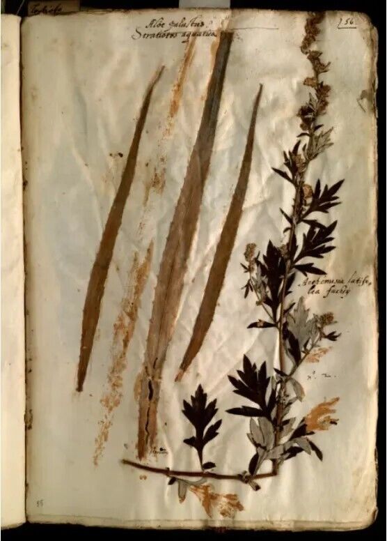 В Италии нашли редкий гербарий эпохи Возрождения: фото