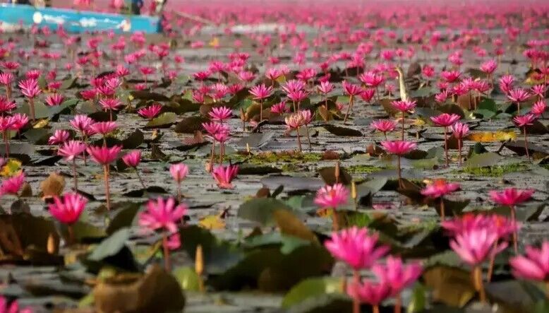 Малариккал: неизведанное место в Индии, где расцветают тысячи лилий. Фото
