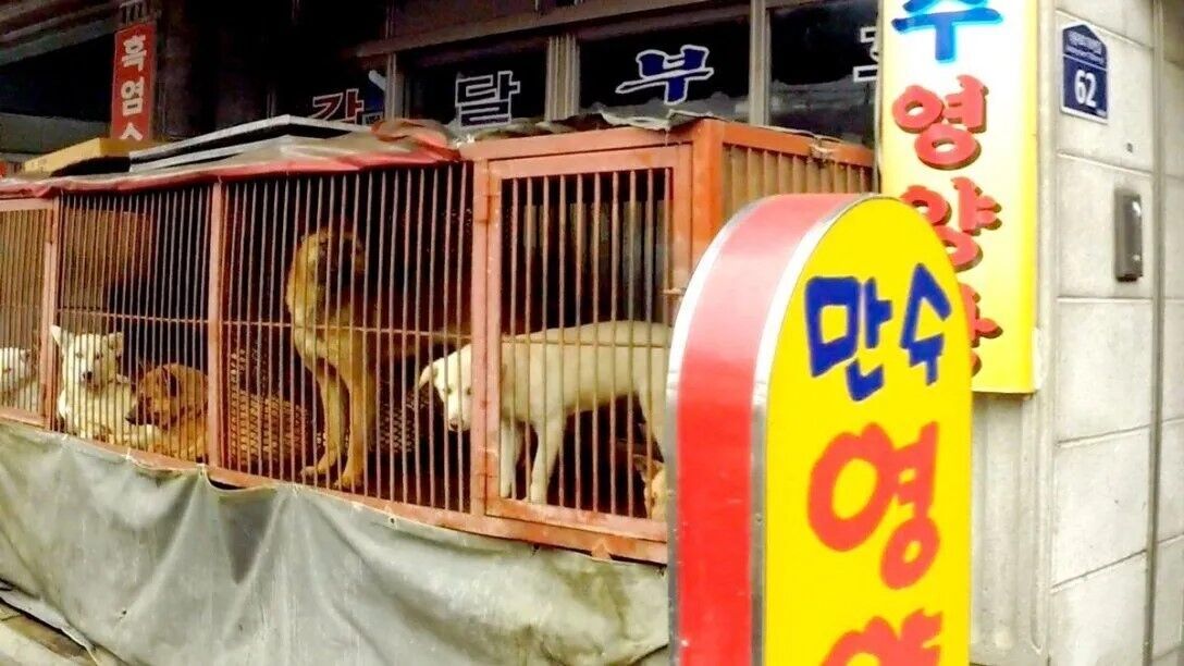 В Южной Корее могут запретить есть собачье мясо