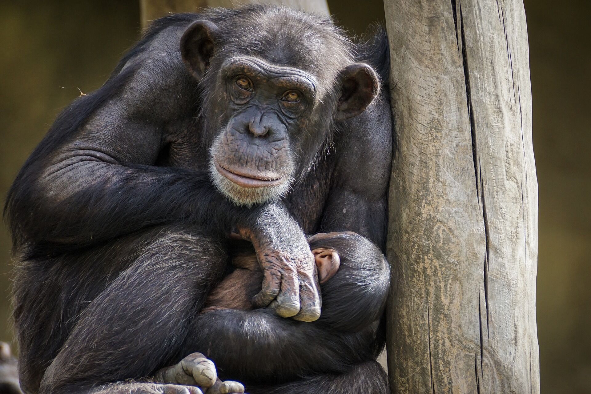 Шимпанзе, горила та орангутанг: хто найрозумніший і найрідніший людині?