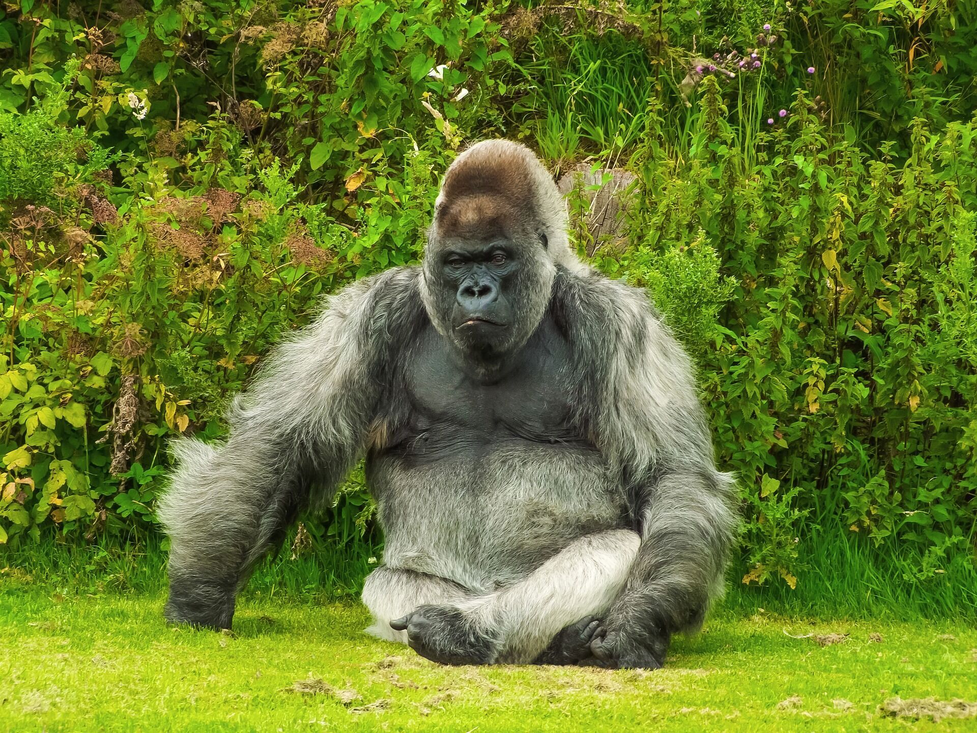 Шимпанзе, горила та орангутанг: хто найрозумніший і найрідніший людині?