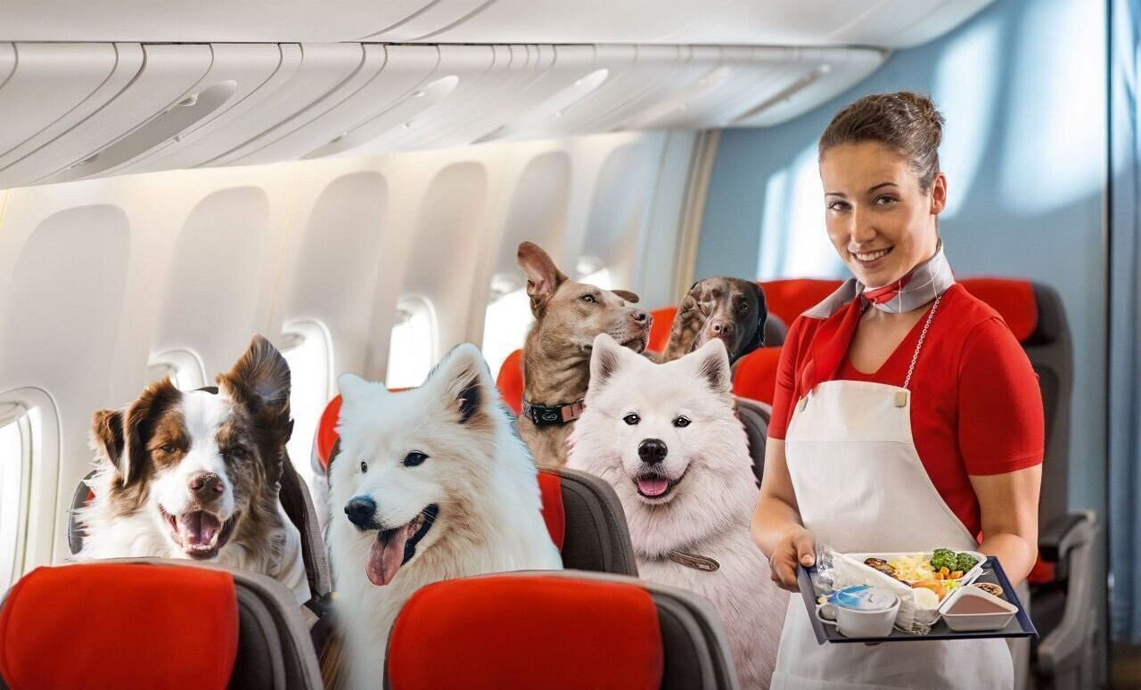 Пассажирам China Eastern Airlines предложили собачью еду в меню: фото