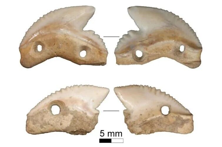 В Индонезии обнаружили зубы тигровой акулы, которым около 7 тысяч лет. Фото